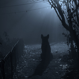 Ночь... Туман... Собака...